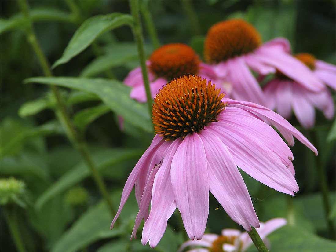 purple coneflower photograph